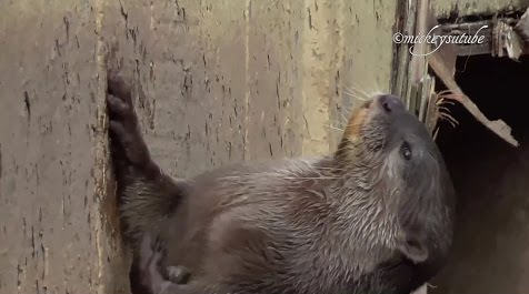 Otter_Throws _tsone.png